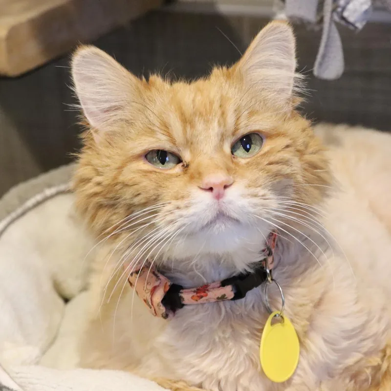 King Kong thumbnail 5