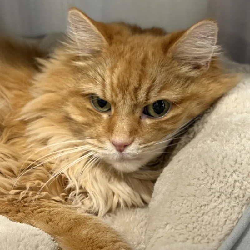 King Kong thumbnail 6