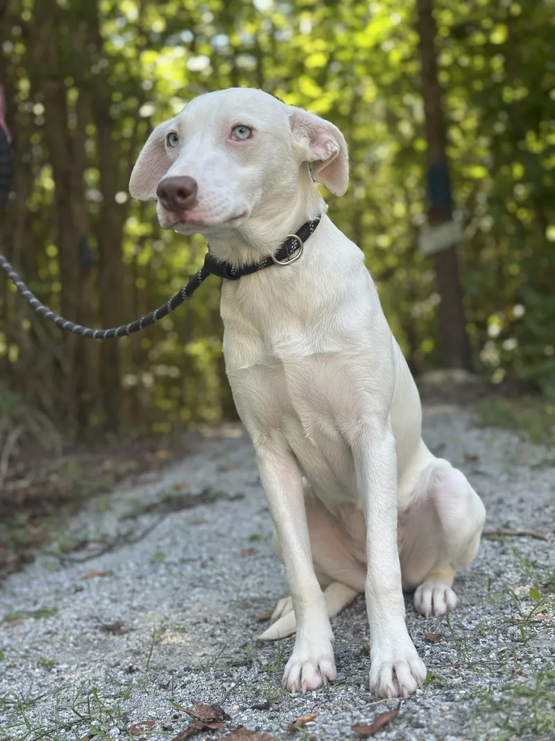 A young medium-sized female White / Cream Terrier dog named Sea Salt for adoption in Meherrin, VA