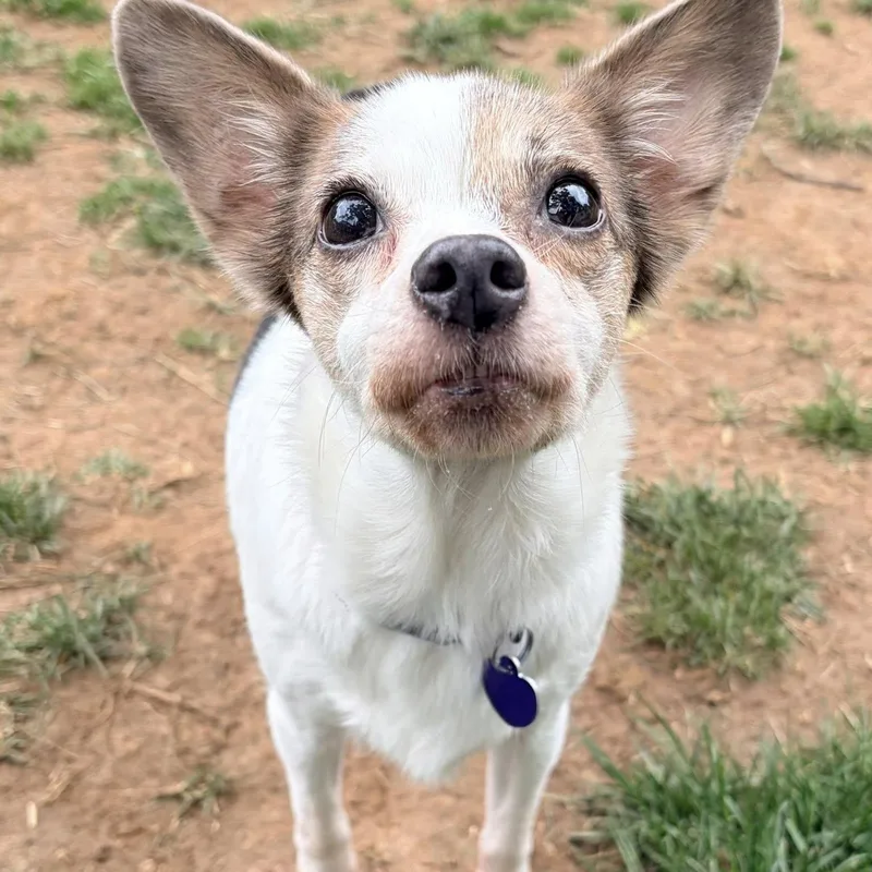 A senior small-sized female Tricolor (Brown, Black, & White) Rat Terrier dog named Gemma for adoption in Rockville, MD