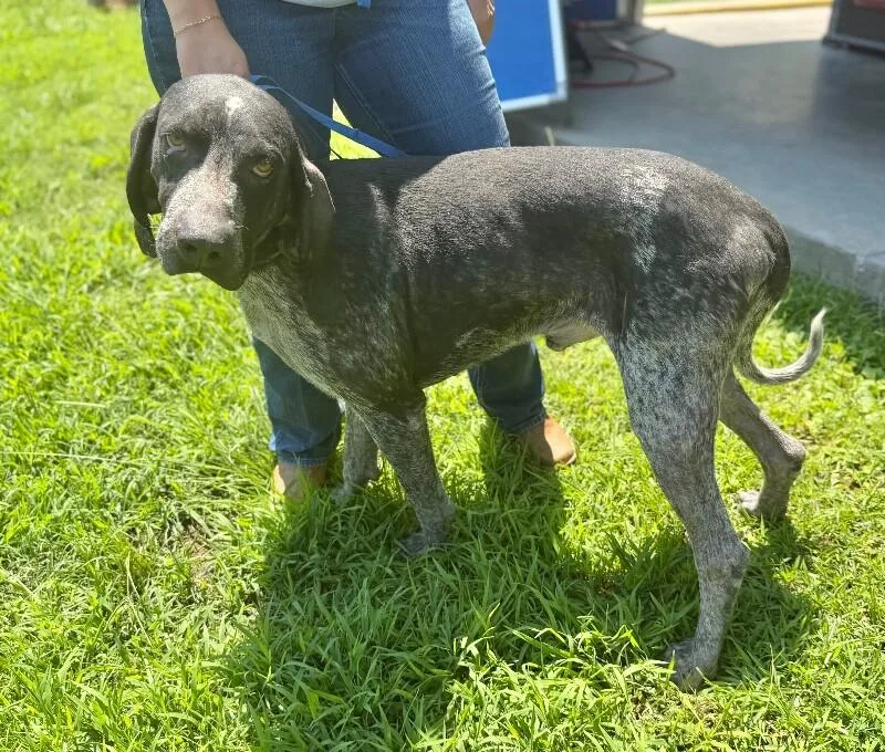 An adult medium-sized male English Coonhound dog named Randy for adoption in Burgaw, NC