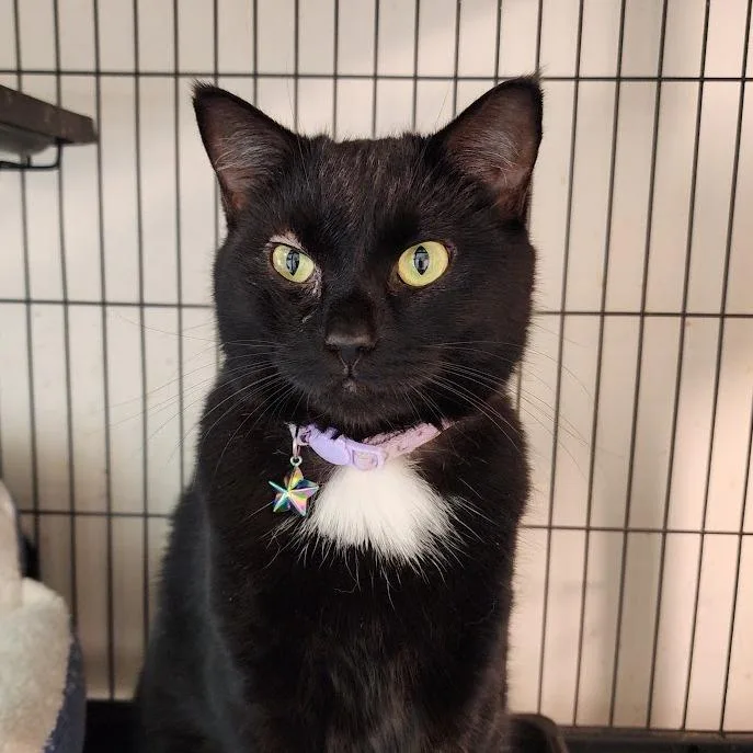 An adult large-sized female Black Domestic Short Hair cat named Mocha for adoption in Toms Brook, VA