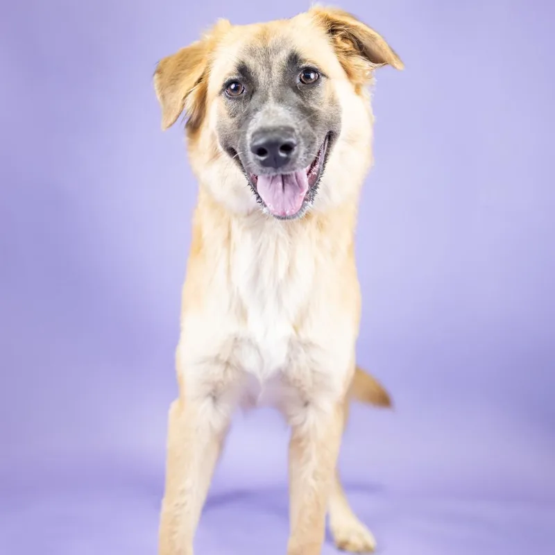 A young medium-sized female Shepherd dog named Vera for adoption in Portland, OR