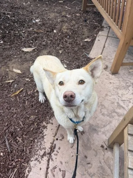 An adult medium-sized female Siberian Husky dog named Lily for adoption in San Diego, CA