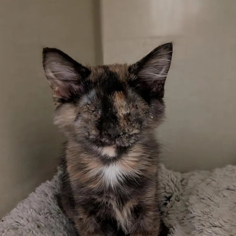 A baby small-sized female Tortoiseshell Domestic Short Hair cat named Athena for adoption in Lakewood, CO