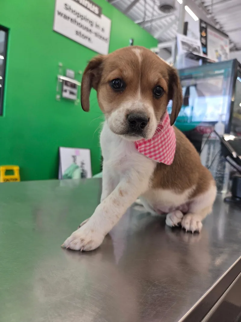 A baby medium-sized female Apricot / Beige Beagle dog named Beagle for adoption in White Lake, MI