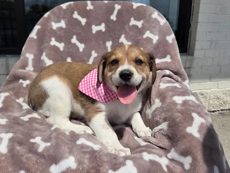Beagle thumbnail 2