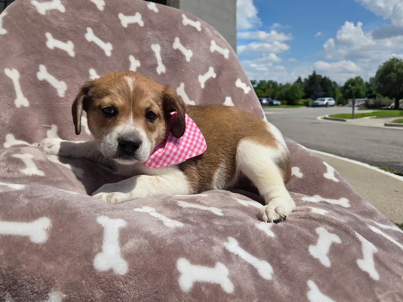 Beagle thumbnail 4