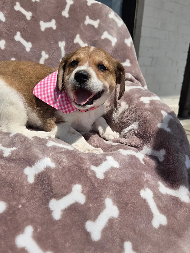 Beagle thumbnail 5