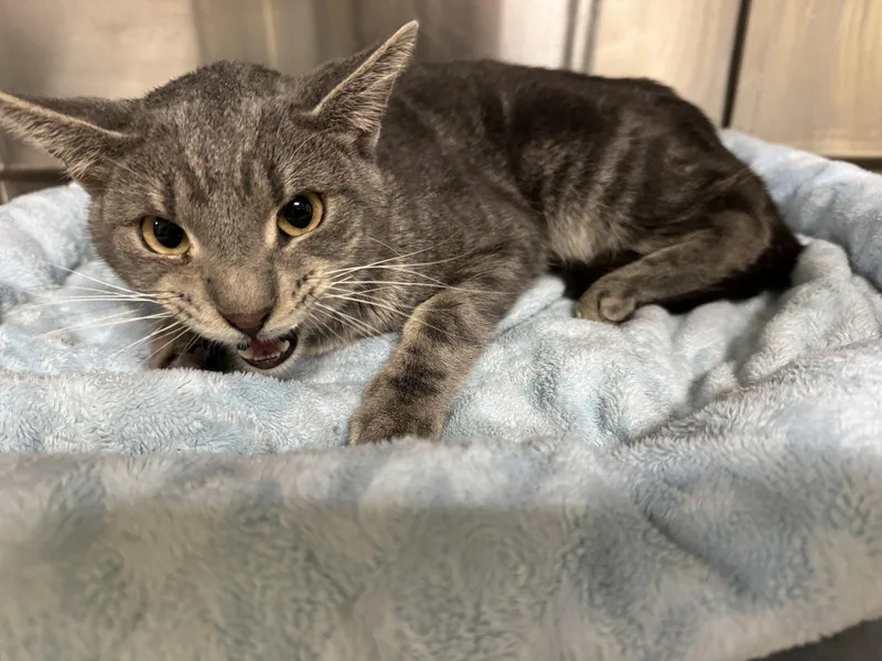 An adult medium-sized male Tiger cat named Clark for adoption in Austin, MN