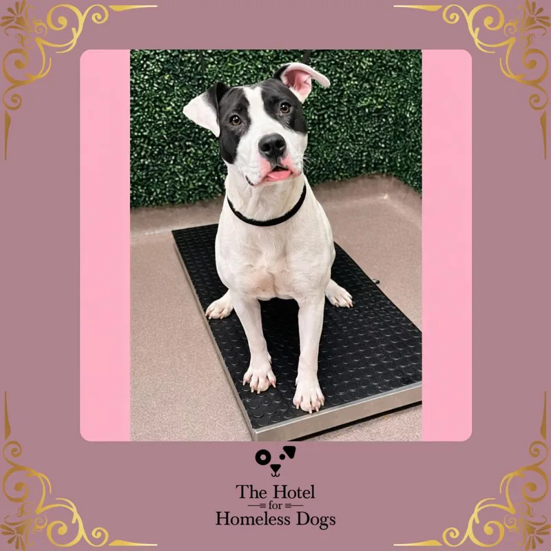 An adult medium-sized female Gray / Blue / Silver American Staffordshire Terrier dog named Willow for adoption in Cumberland, RI