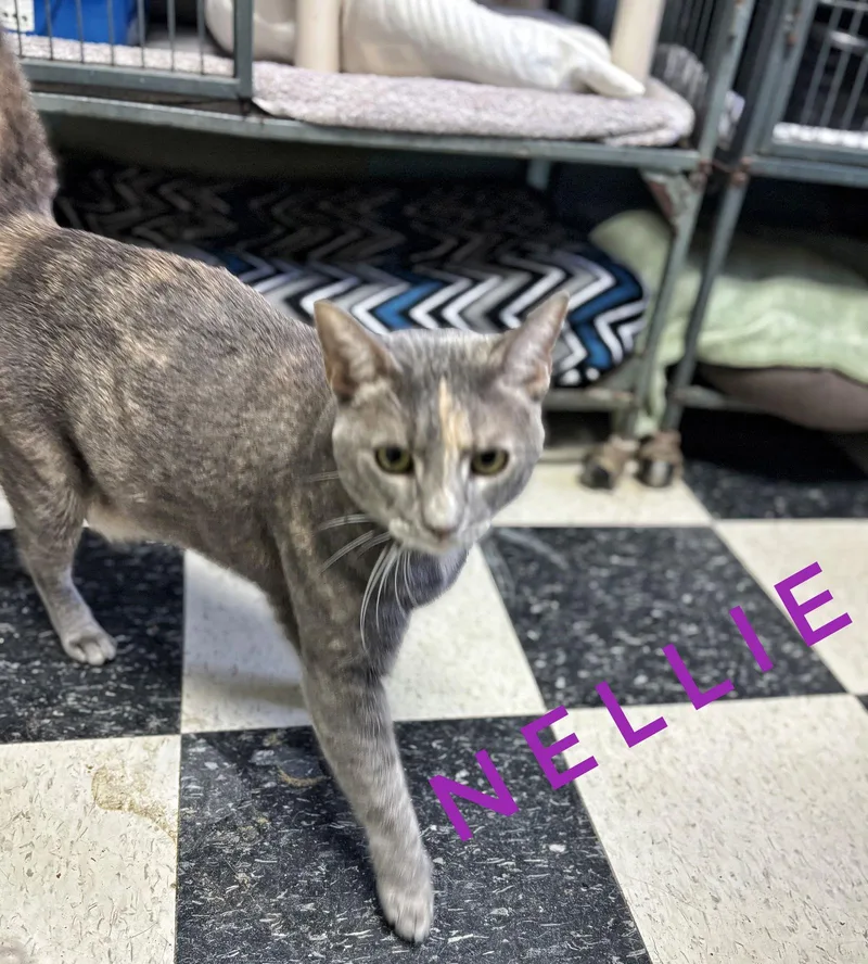 Nellie  Cchs thumbnail 2