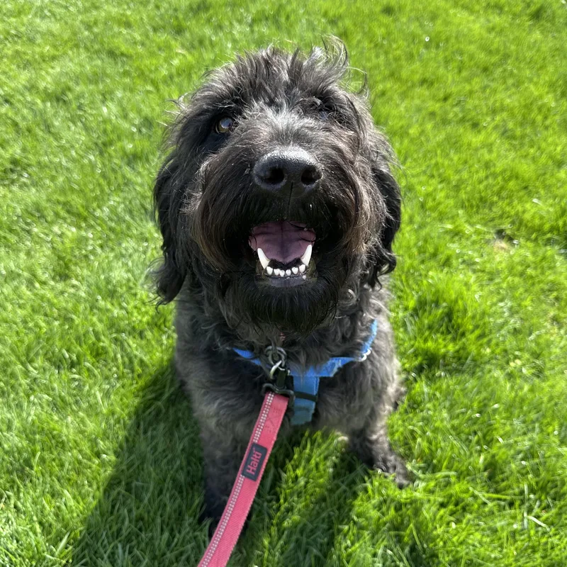 A young medium-sized female Poodle dog named Eden Home Visit In for adoption in Hartland, WI