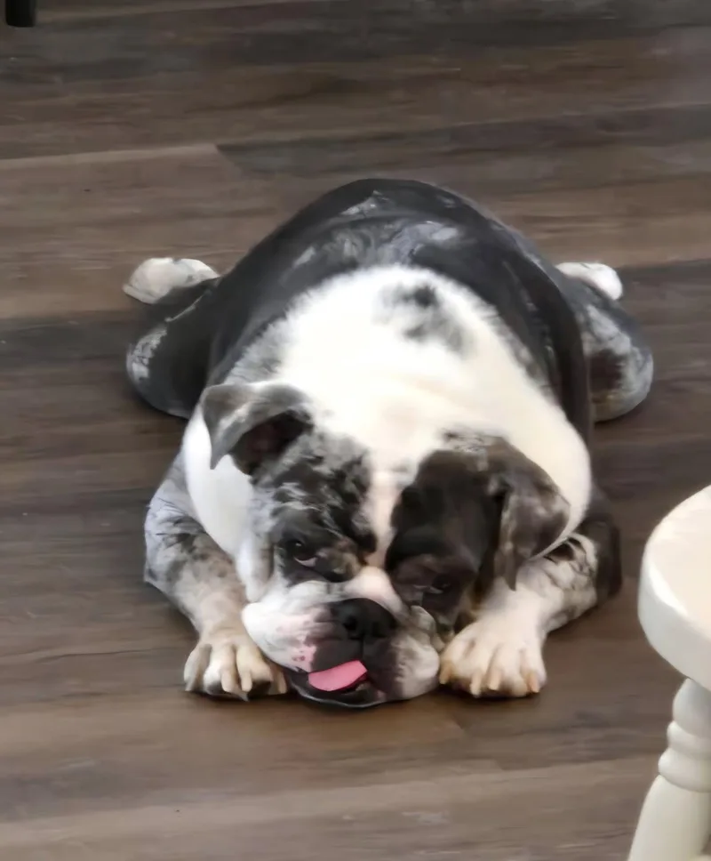 Fatty