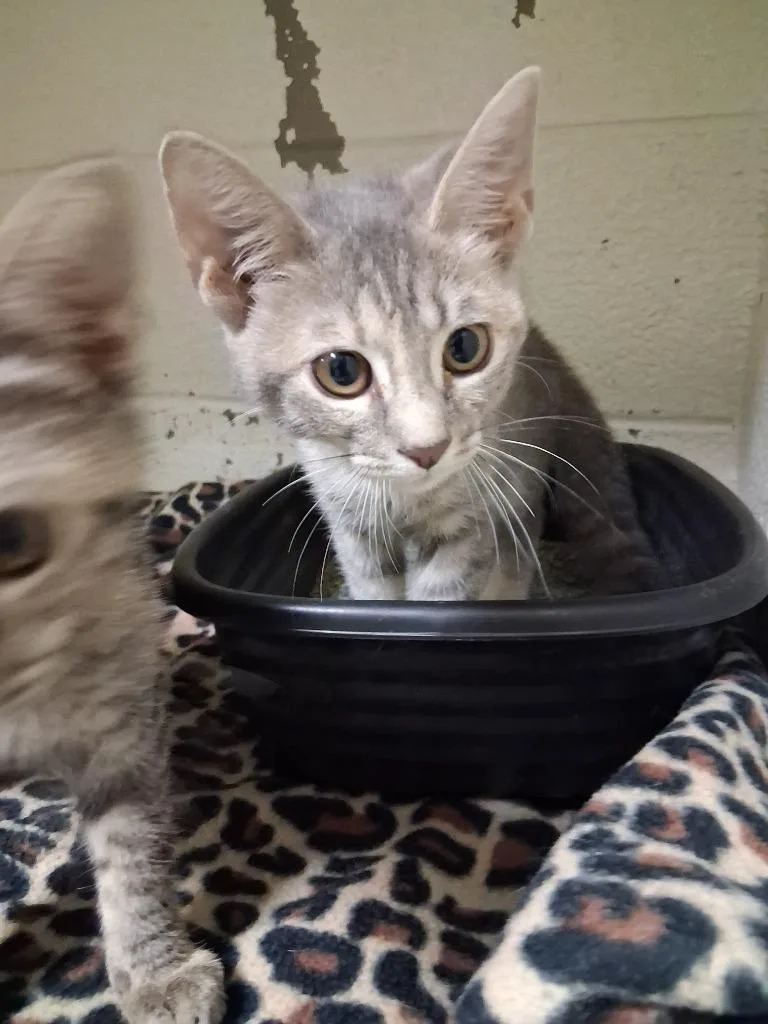 A baby small-sized female Domestic Short Hair cat named Pepper Potts for adoption in Ada, OK