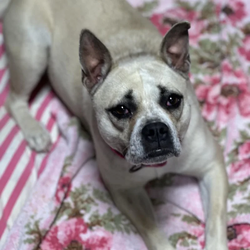 A young medium-sized female Yellow / Tan / Blond / Fawn Mixed Breed dog named Chanel for adoption in Newark, NJ