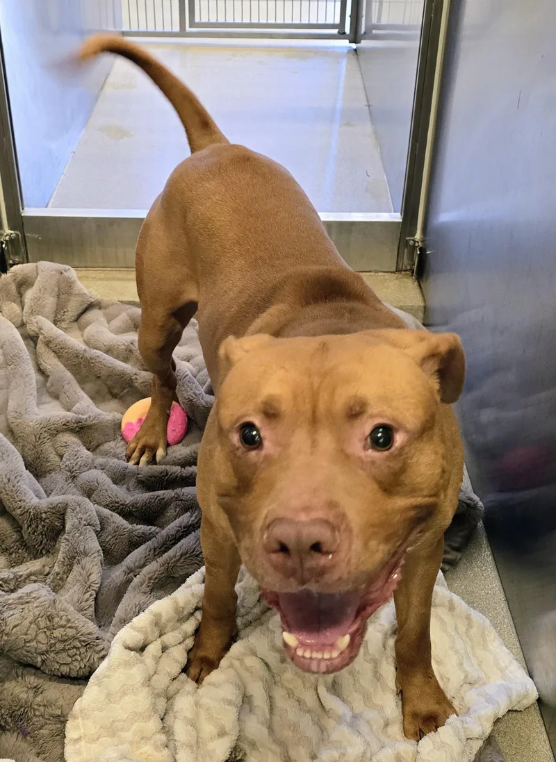 An adult large-sized male Yellow / Tan / Blond / Fawn Pit Bull Terrier dog named Kash for adoption in Amityville, NY