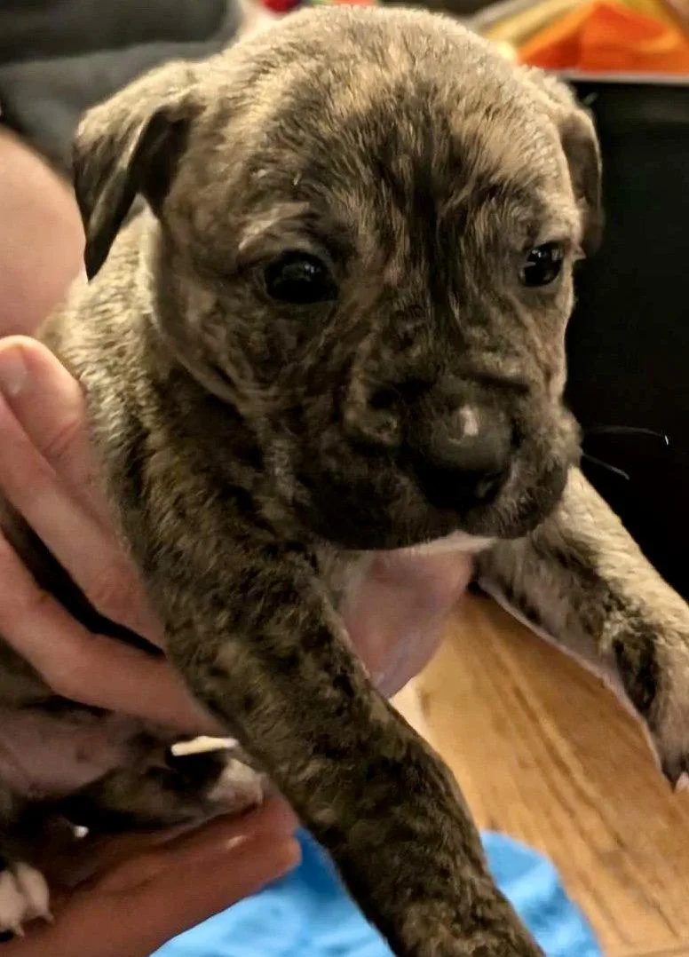 A baby medium-sized male Boxer dog named Lucky for adoption in Herndon, VA