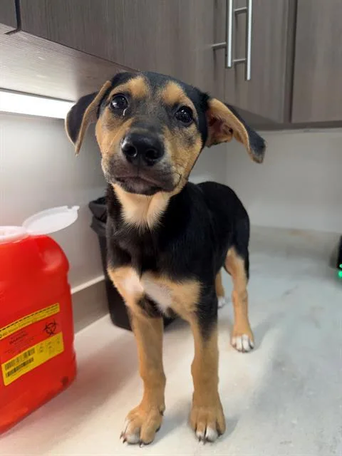 A baby small-sized male Labrador Retriever dog named Kash for adoption in Baytown, TX