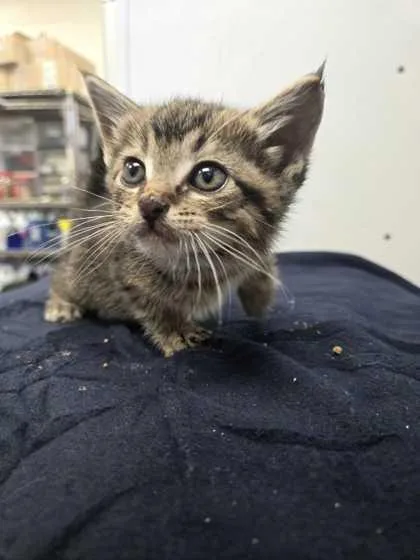 An adult small-sized female Domestic Short Hair cat named Eudoria for adoption in Spruce Pine, NC