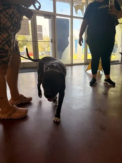 An adult large-sized male American Staffordshire Terrier dog named Toni for adoption in New Orleans, LA