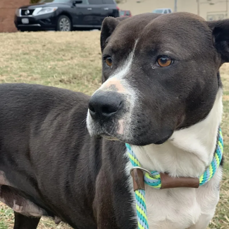 Glaciersugar thumbnail 2