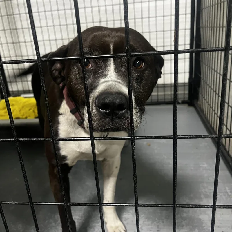 Glaciersugar thumbnail 3