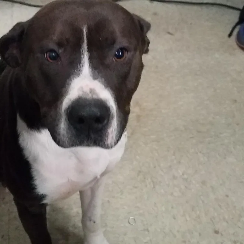 Glaciersugar thumbnail 4