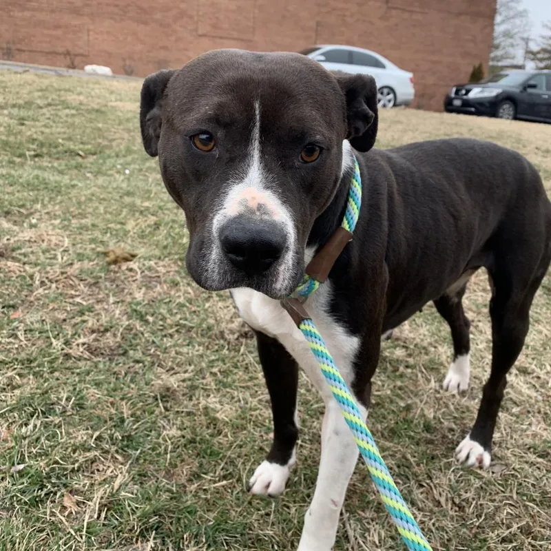 Glaciersugar thumbnail 5