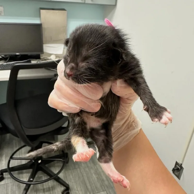 A baby small-sized female Black Domestic Medium Hair cat named Graphite for adoption in Jacksonville, FL