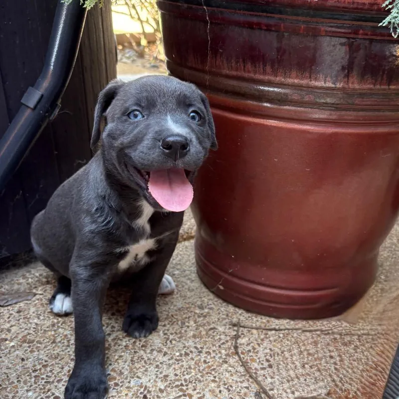 A baby medium-sized female Labrador Retriever dog named Rebel for adoption in Cordova, TN
