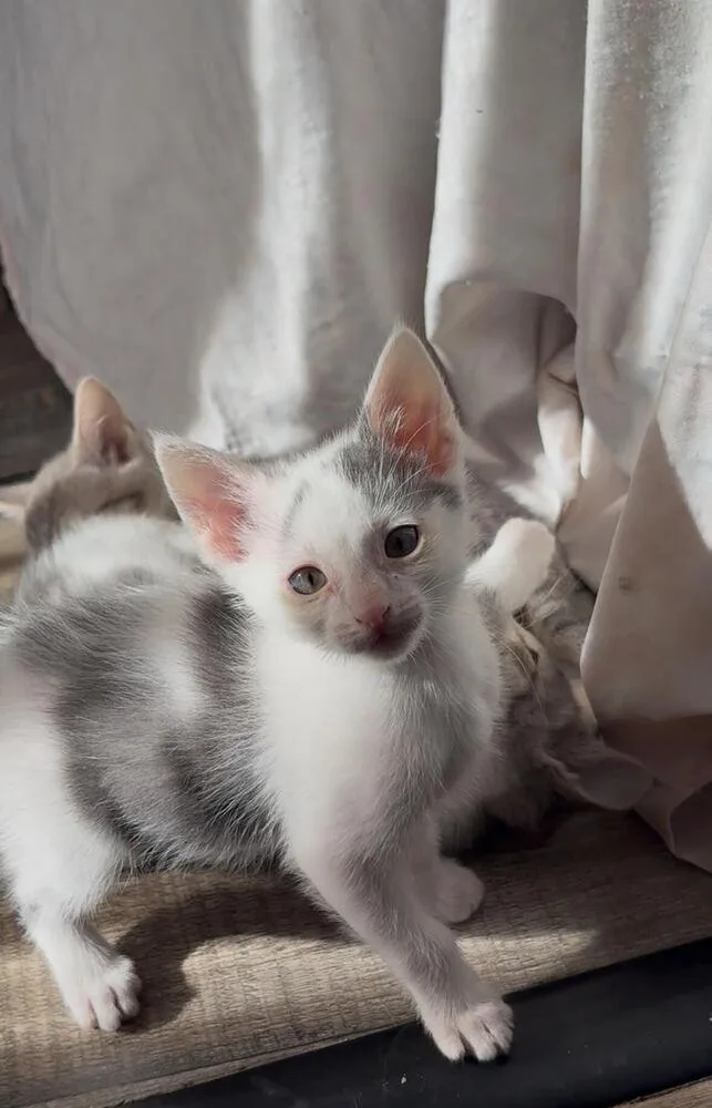 A baby small-sized male Gray & White Domestic Short Hair cat named Leo for adoption in Lancaster, CA