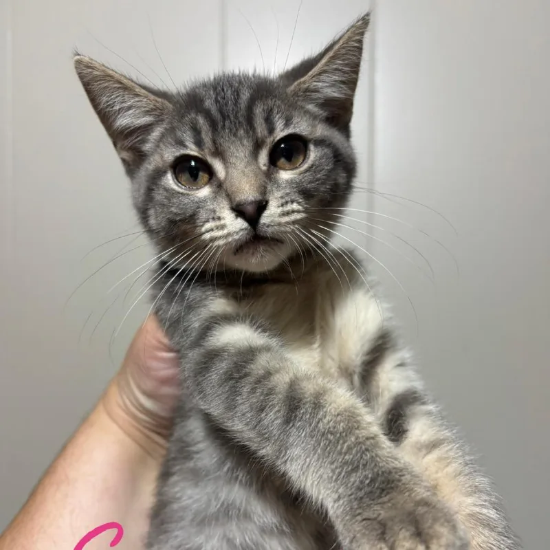 A baby small-sized female Gray / Blue / Silver Domestic Short Hair cat named Snowcap for adoption in DeKalb, IL
