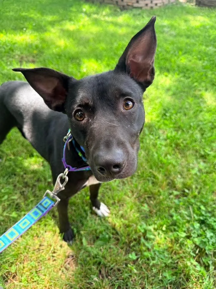 A young medium-sized male Black Feist dog named Oliver for adoption in Ozone Park, NY