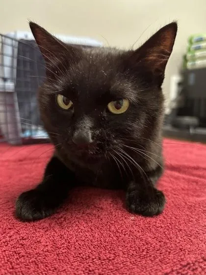 An adult small-sized female Domestic Short Hair cat named RuPaw for adoption in Missoula, MT