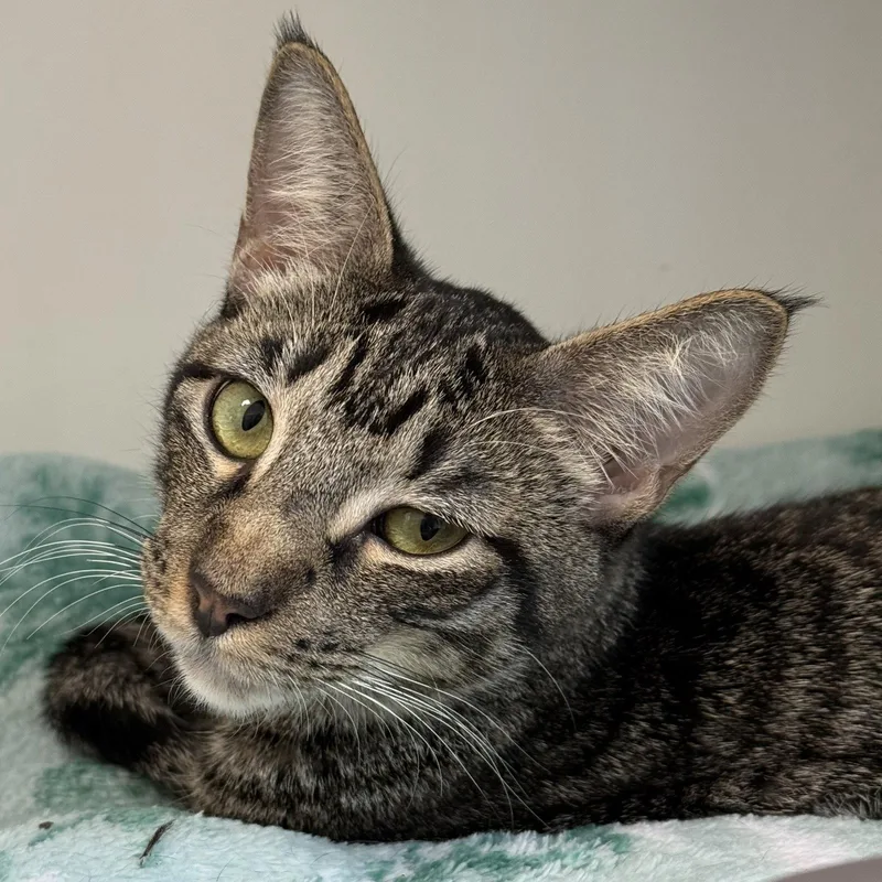 A baby medium-sized male Domestic Short Hair cat named Julio for adoption in Oakland, CA