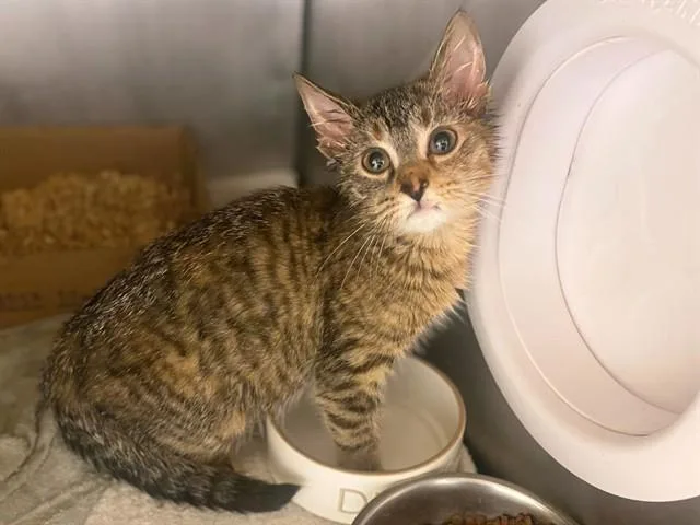 A baby small-sized female Domestic Short Hair cat named Fuzz Aldrin for adoption in Fort Wayne, IN