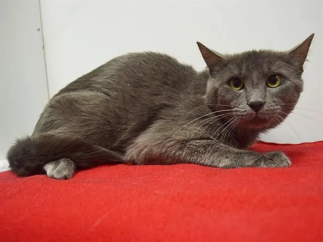 A young small-sized male Domestic Short Hair cat named Sampson for adoption in Sacramento, CA