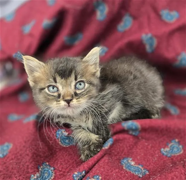 A baby medium-sized male Domestic Long Hair cat named Fluffig for adoption in Dallas, TX
