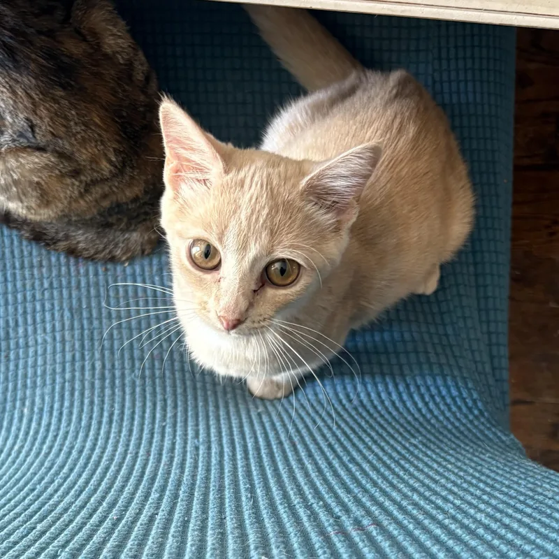 A baby small-sized female Domestic Short Hair cat named Sugar N Spice for adoption in North Arlington, NJ