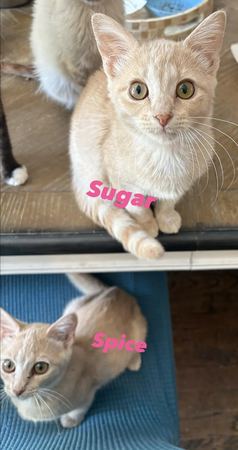 Sugar N Spice thumbnail 3