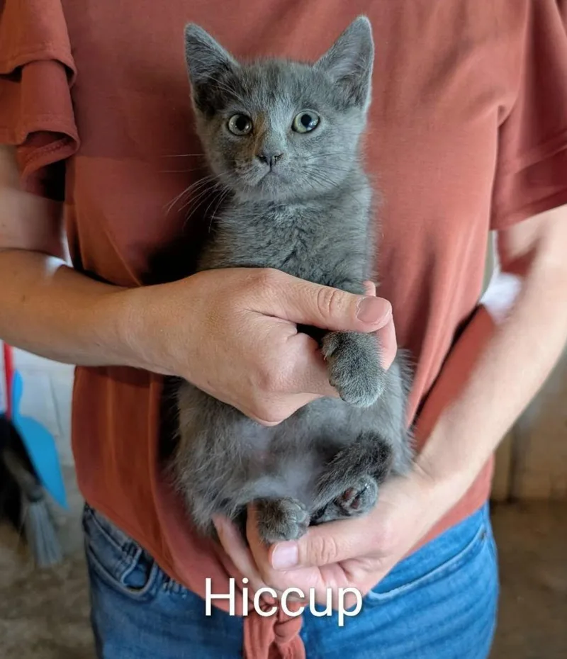 A baby medium-sized male Gray / Blue / Silver Domestic Short Hair cat named Hiccup for adoption in Maggie Valley, NC