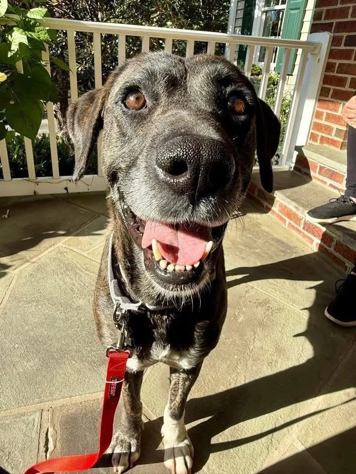 A senior large-sized female Brown / Chocolate Plott Hound dog named Missy for adoption in Fairfax, VA