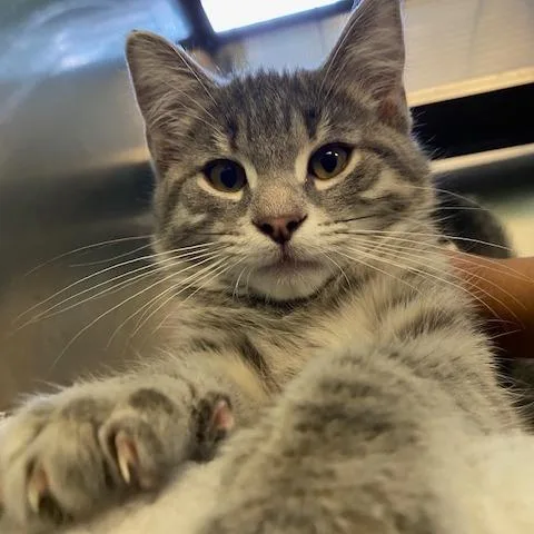 A baby small-sized male Gray / Blue / Silver Domestic Short Hair cat named Tiny Guy for adoption in Dayton, OH