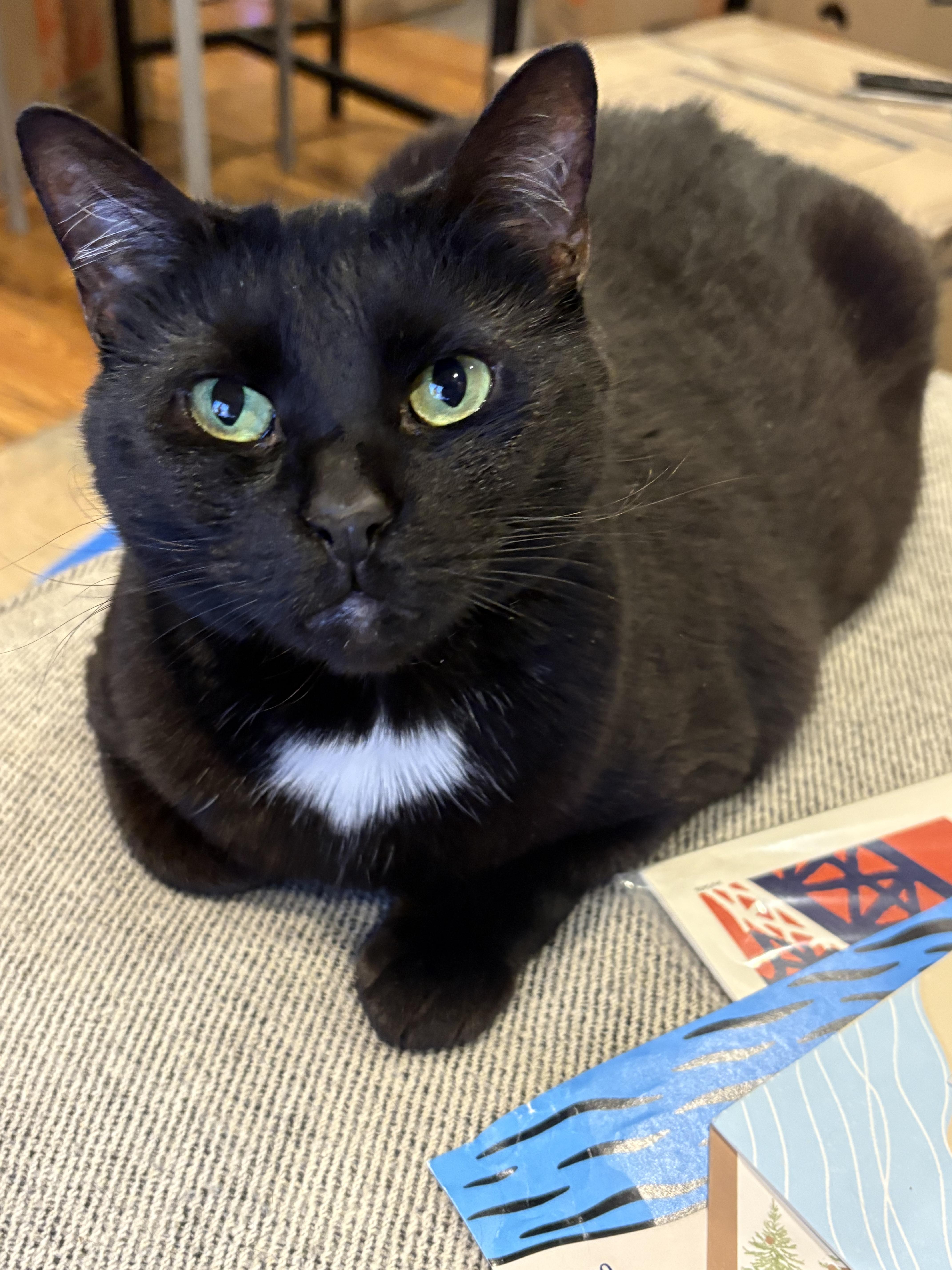 An adult large-sized female American Shorthair cat named Piper for adoption in Brooklyn, NY