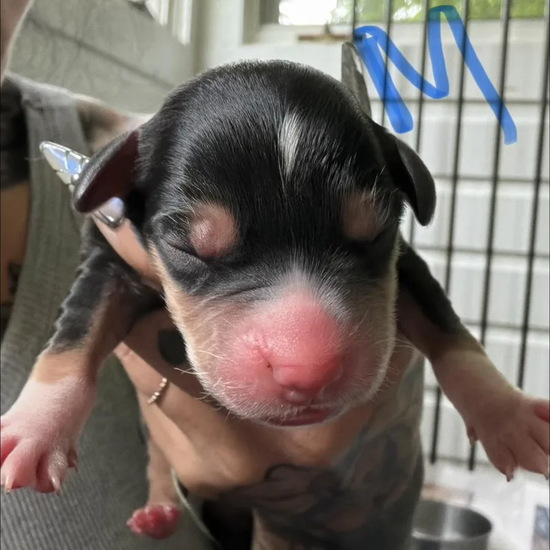 A baby medium-sized male Black Yellow Labrador Retriever dog named NY Alvin Avail Jul for adoption in Stormville, NY
