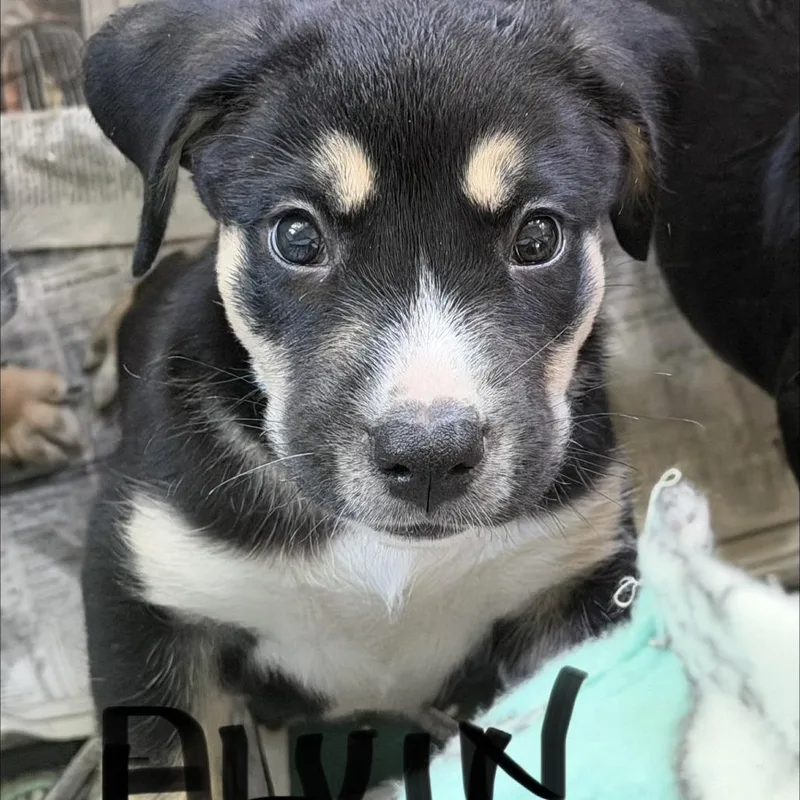 NY Alvin Avail Jul thumbnail 3