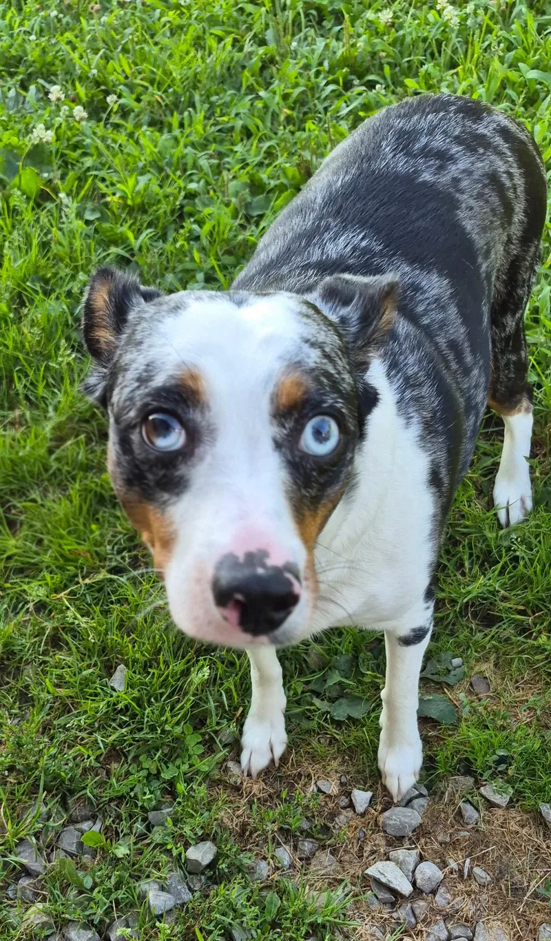 Gitano