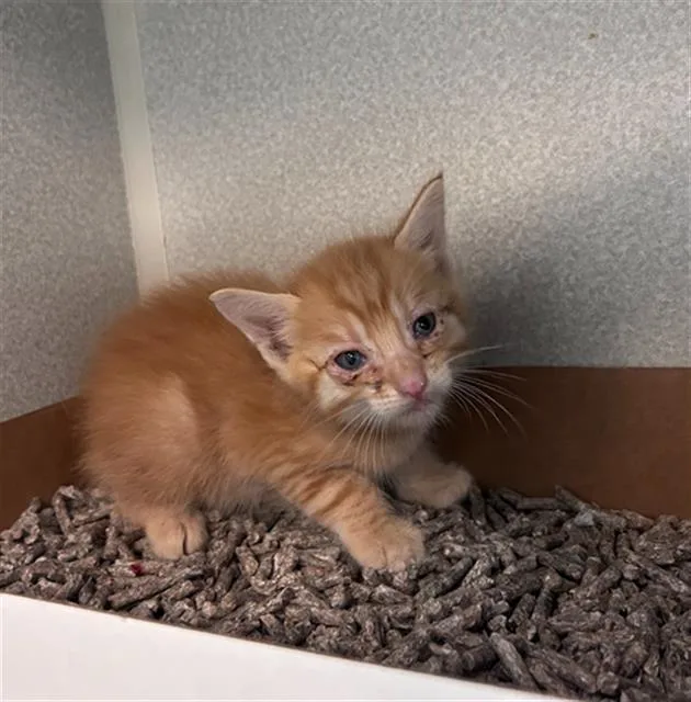A baby medium-sized male Domestic Short Hair cat named Castor for adoption in Dallas, TX