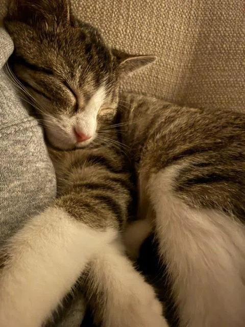A baby small-sized female Domestic Short Hair cat named Squirrel for adoption in Omaha, NE